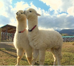 移動動物園　アルパカ.jpg